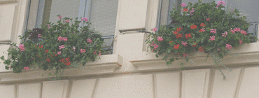 Jardinière à réserve d'eau à suspendre ou à poser JARDIFLOR  5